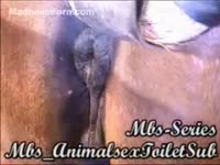Beast Porn DVD - Black dog enjoys licking horse's twat in the stables